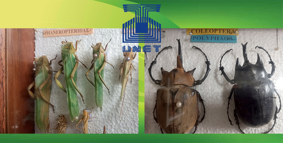Ento Insec 01 2025 001